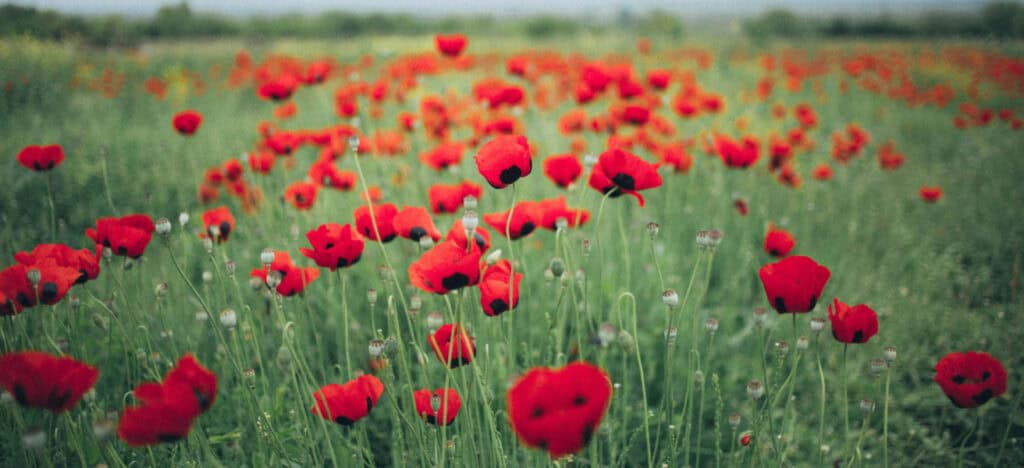 field of poppies
